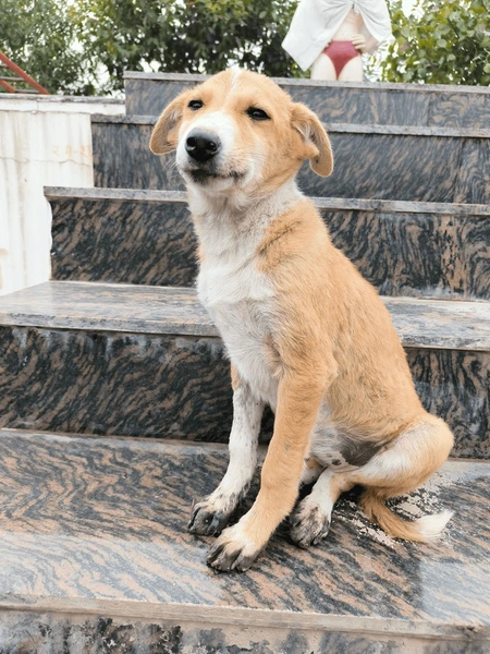 阿偉九龍城